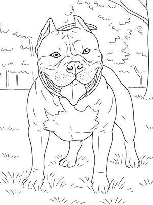 American bully Kleurplaat
