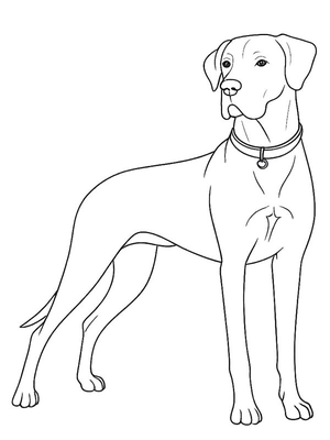 Duitse dog Kleurplaat — gratis kleurplaat