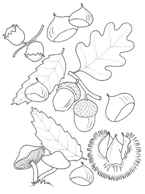 Eiken bladeren Kleurplaat — gratis kleurplaat