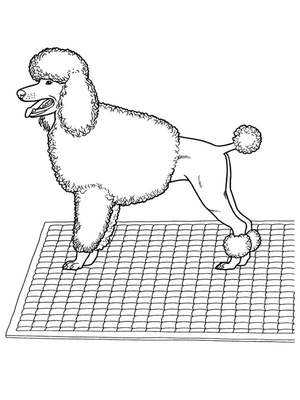 Poedel Kleurplaat — gratis kleurplaat printen