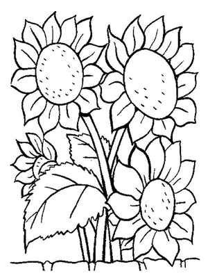 Zonnebloemen Kleurplaat — gratis kleurplaat printen